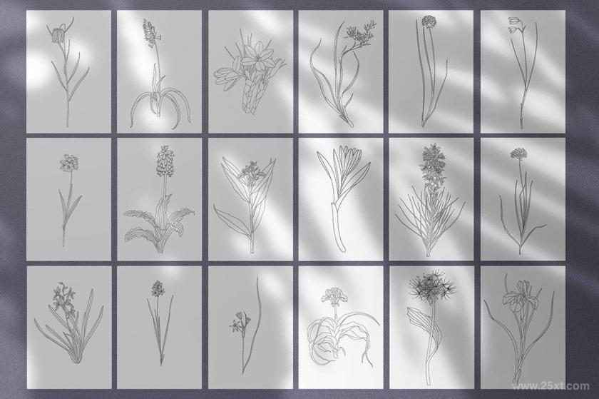 25xt-484449 Minimal Botanical Illustrations	2.jpg
