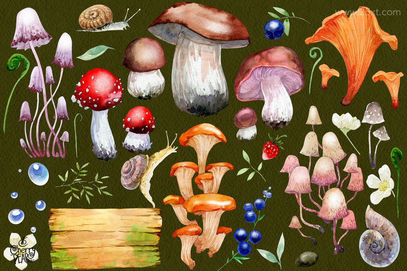 25xt-485165-Watercolor cliparts of mushrooms and herbs individual PNG3.jpeg