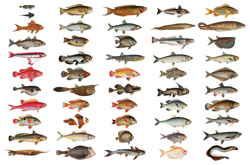 25xt-485747-500+ Vintage Fish Illustrations9.jpg