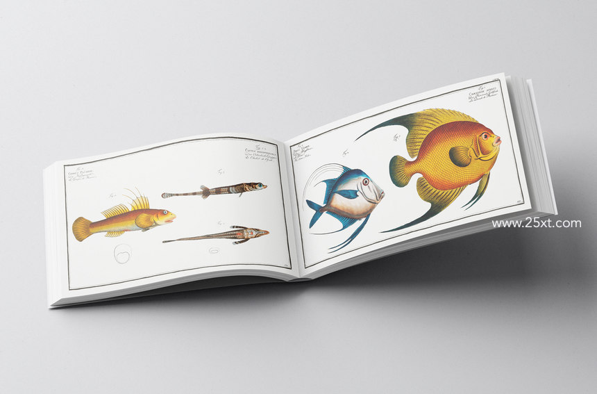 25xt-485747-500+ Vintage Fish Illustrations2.jpg