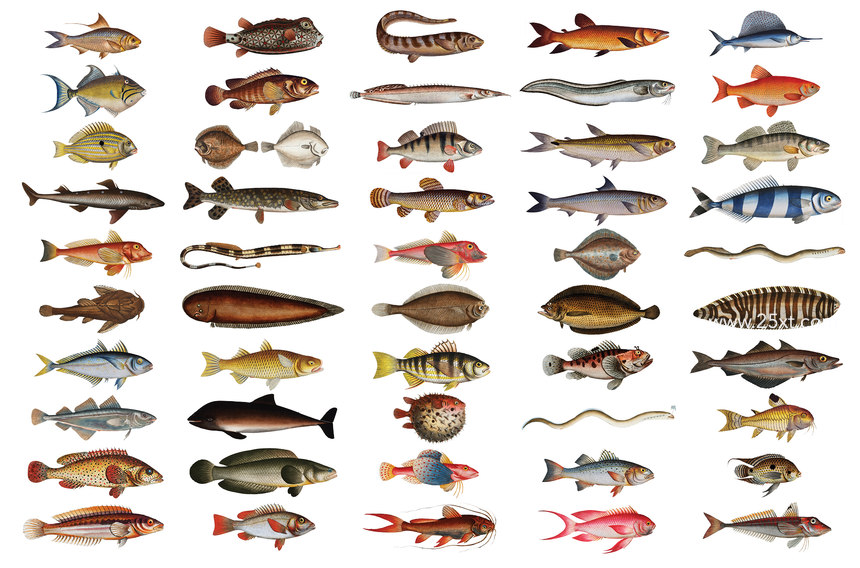 25xt-485747-500+ Vintage Fish Illustrations11.jpg