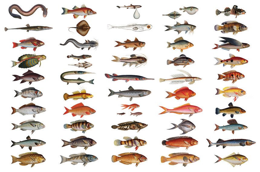 25xt-485747-500+ Vintage Fish Illustrations8.jpg