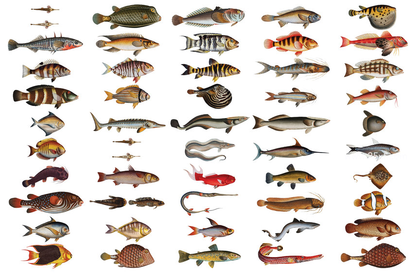 25xt-485747-500+ Vintage Fish Illustrations14.jpg
