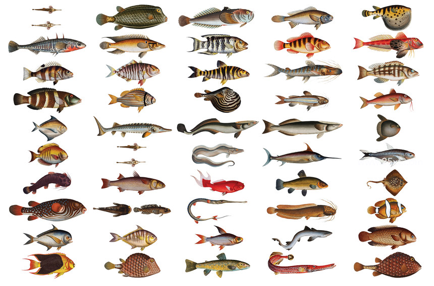 25xt-485747-500+ Vintage Fish Illustrations14.jpg