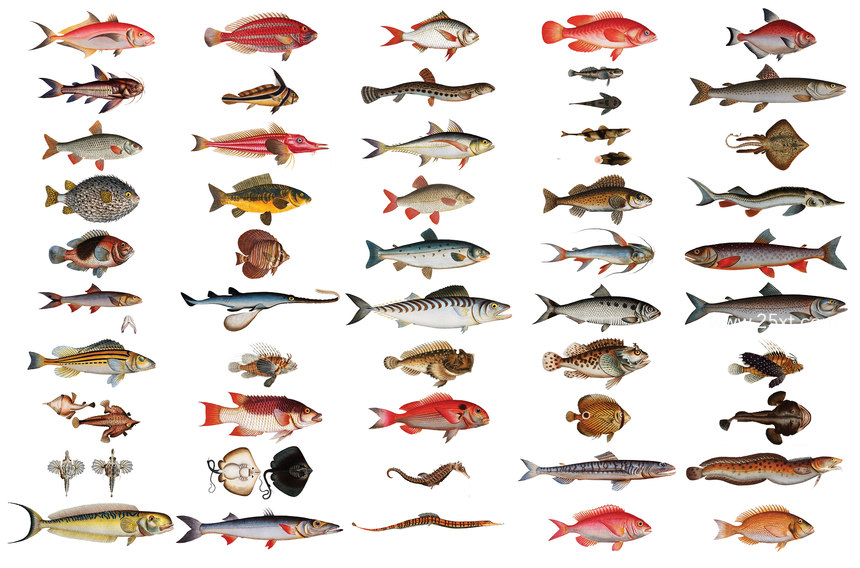 25xt-485747-500+ Vintage Fish Illustrations12.jpg