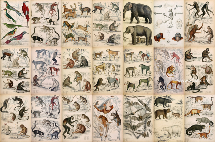 25xt-485746-A Journal of Natural History Illustrations5.jpg