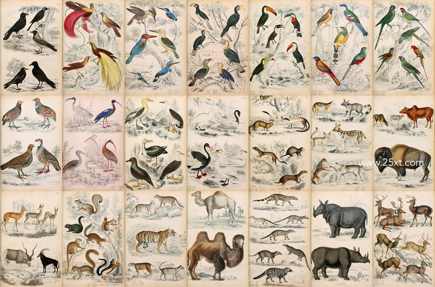 25xt-485746-A Journal of Natural History Illustrations4.jpg