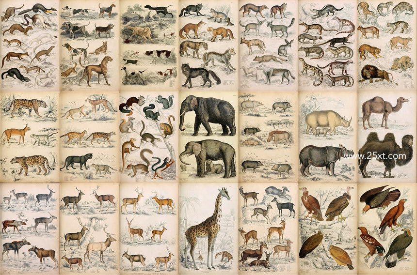 25xt-485746-A Journal of Natural History Illustrations6.jpg