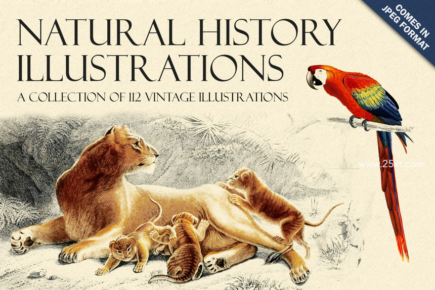 25xt-485742-Natural History Illustrations1.jpg