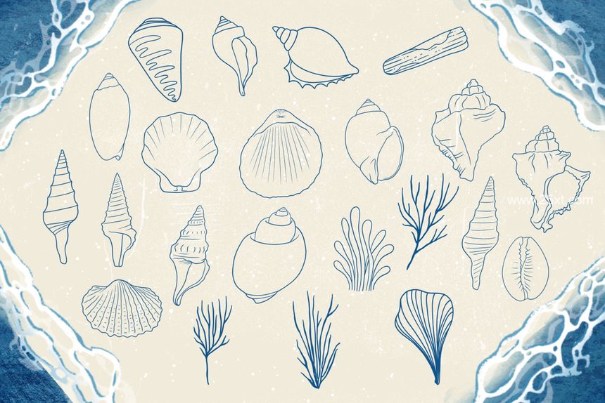 25xt-488139-Seashells + Driftwood Procreate Set5.jpg