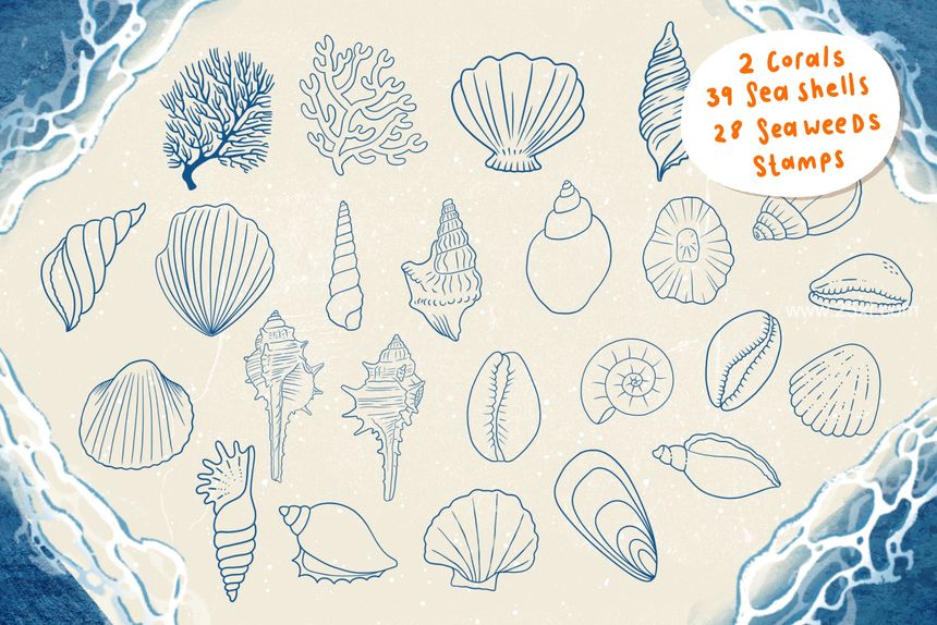 25xt-488139-Seashells + Driftwood Procreate Set4.jpg