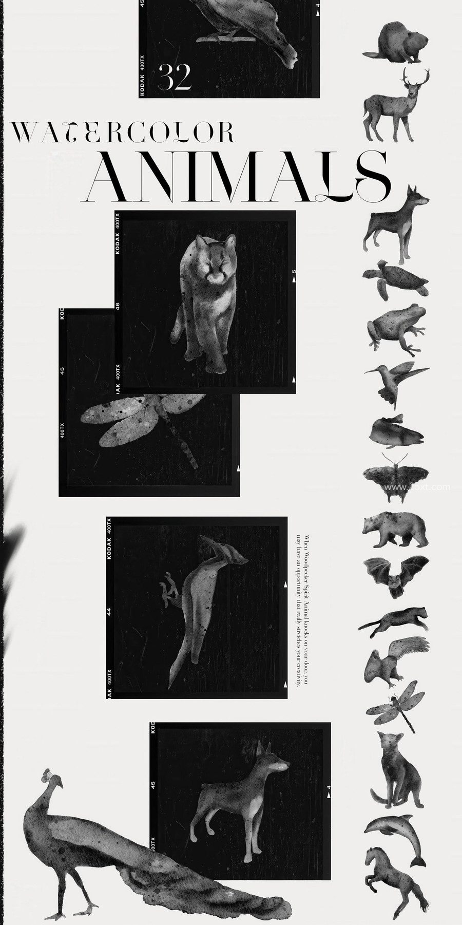 25xt-177027 Spirit Animals. Oracle Cards 7.jpg